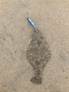 ソゲの釣果