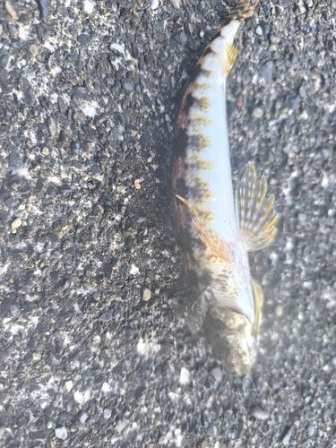 エソの釣果