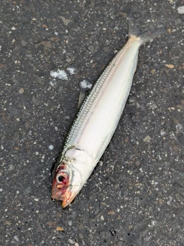 サッパの釣果