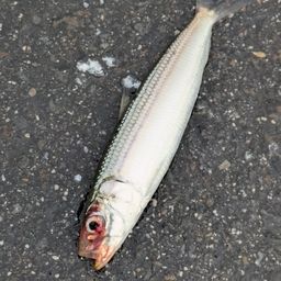 サッパ