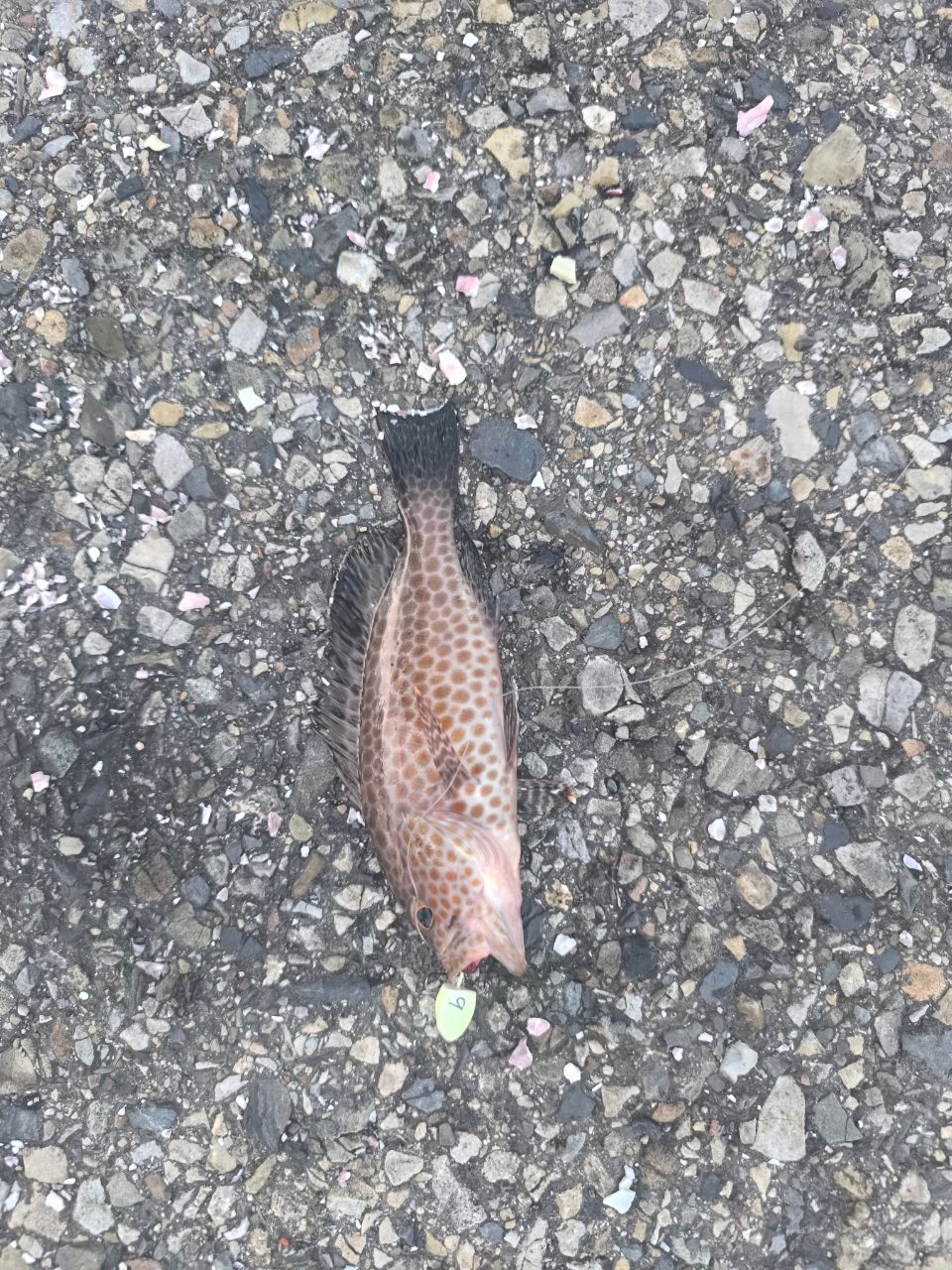 オオモンハタ