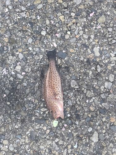 オオモンハタの釣果