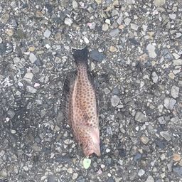 オオモンハタ