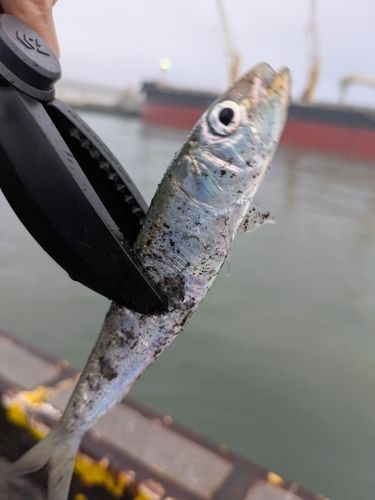 イワシの釣果