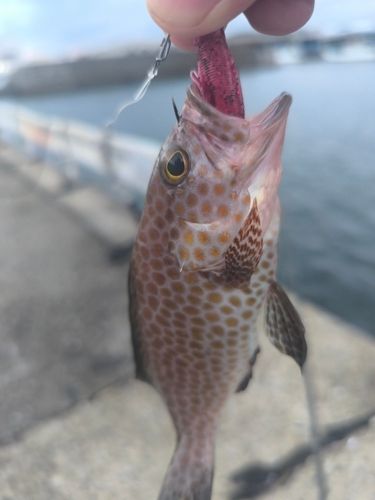 オオモンハタの釣果