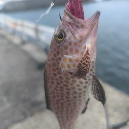 オオモンハタ