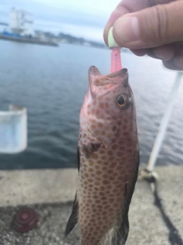 オオモンハタの釣果