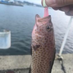 オオモンハタ
