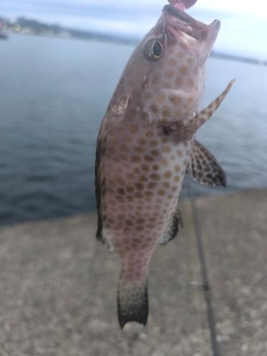 オオモンハタの釣果