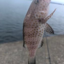 オオモンハタ
