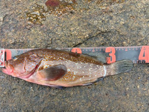 アコウの釣果