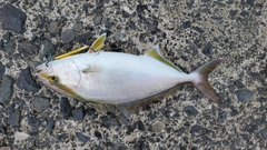 シオの釣果