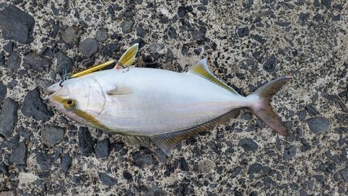 シオの釣果