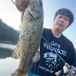 ブラックバス