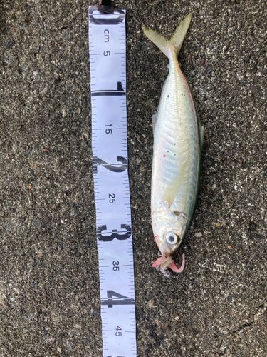 浦戸湾