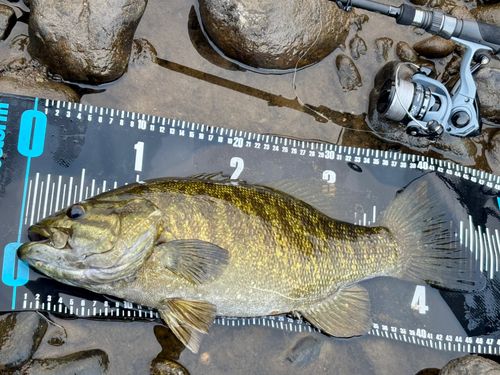スモールマウスバスの釣果