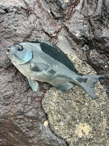 グレの釣果