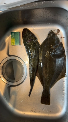 カレイの釣果