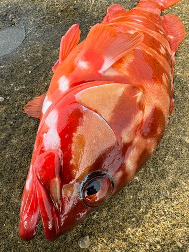 アカハタの釣果