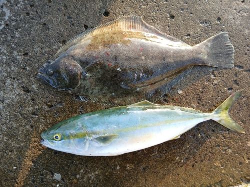 ヒラメの釣果