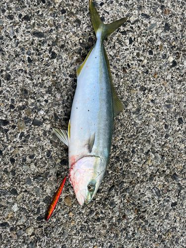 ヤズの釣果