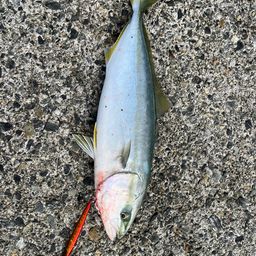 ヤズ