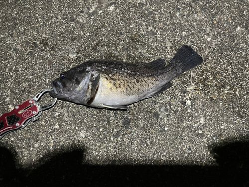 マゾイの釣果