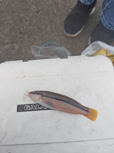 キュウセンの釣果