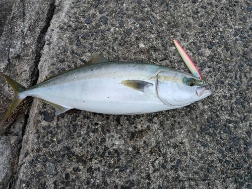 ヤズの釣果
