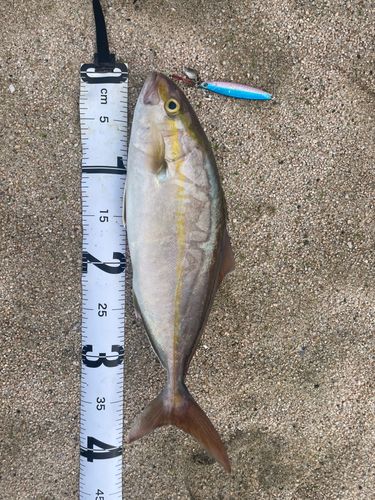 ショゴの釣果