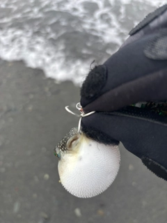 フグの釣果