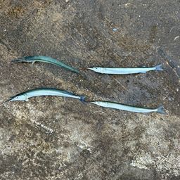 サヨリ