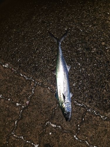 サゴシの釣果