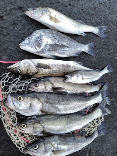 マダイの釣果