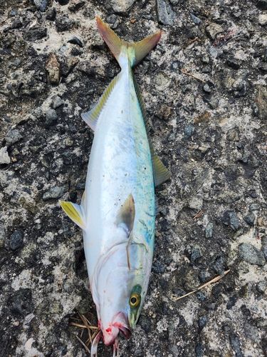 ハマチの釣果