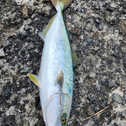 ハマチ