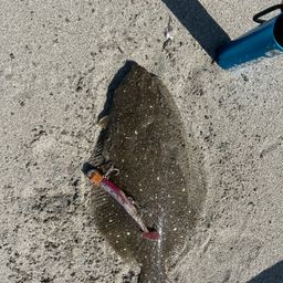 ヒラメ