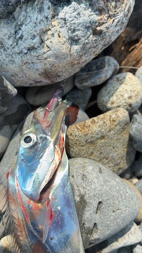 タチウオの釣果