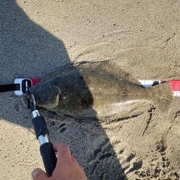 ヒラメ