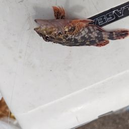 カサゴ