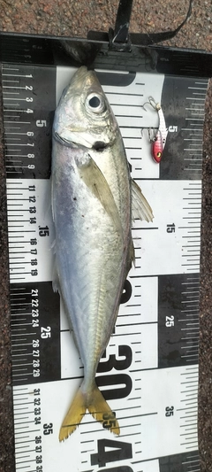 マアジの釣果