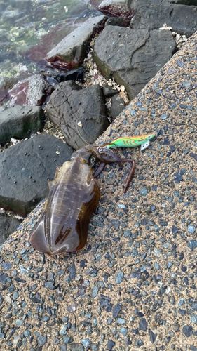 舞鶴湾