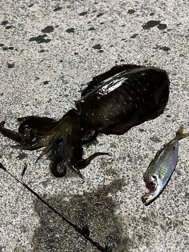 若狭湾