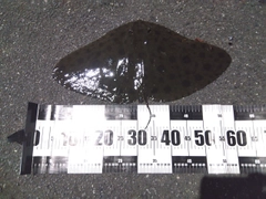 ツバクロエイの釣果