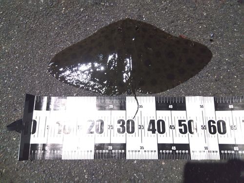 ツバクロエイの釣果