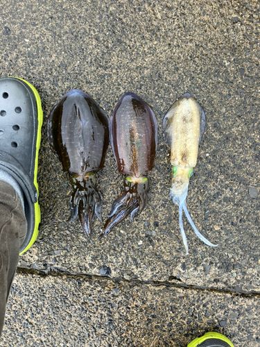 アオリイカの釣果