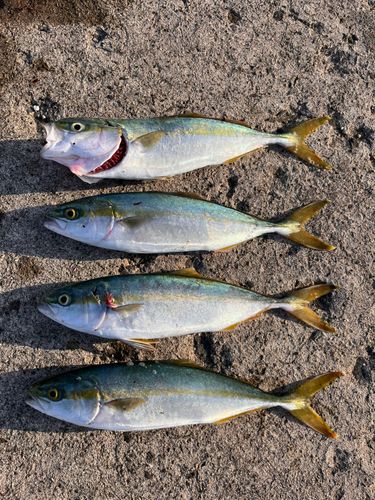 ワカシの釣果