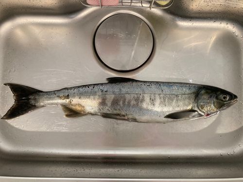 シロザケの釣果