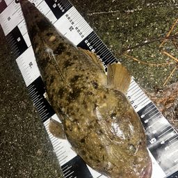 マゴチ