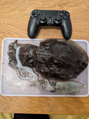 カミナリイカの釣果